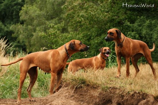 Dimbal, Elsa und Felice