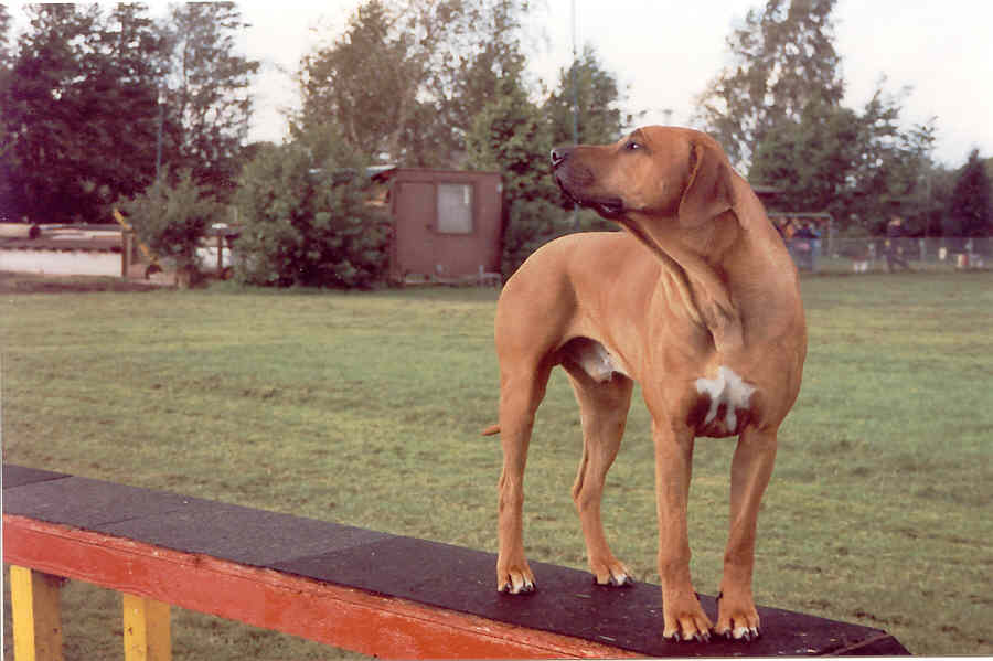 bild02.jpg  (49,6 Kb)