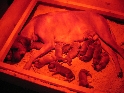 Klicken, um das Bild zu vergr��ern